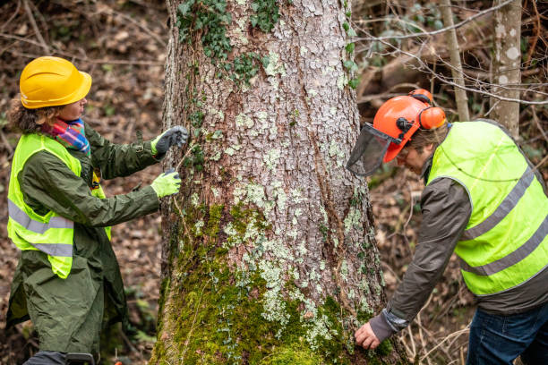 Best Tree and Shrub Care  in Wyoming, DE